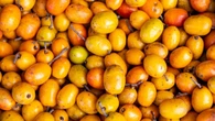 Paixão dos baianos, fruta é fácil de cultivar em casa e dá frutos o ano inteiro