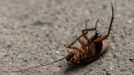 Baratas podem transmitir até 7 doenças graves; saiba