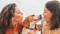 Iti, mamãe! Por que cães amam quando conversamos com eles em "voz de bebê"?
