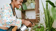 Tempero comum pode ser a salvação para suas plantas murchas