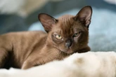 8 raças de gato mais inteligentes