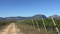 Safra 2025 da UVVA promete grandes vinhos, anuncia enólogo