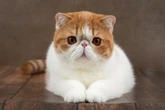 Conheça 8 raças de gato com o focinho curto