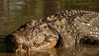 Crocodilos reagem ao choro de bebês de forma assustadora; veja