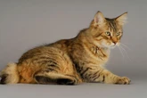 4 características do gato da raça pixie-bob