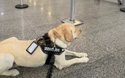 Voo da TAP é cancelado após companhia aérea barrar embarque de cachorro