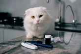 Como reconhecer os sintomas do diabetes em animais de estimação