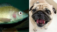 Cientistas usam tilápia para devolver visão a cães