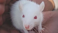 Pesquisadores encontraram genes animais que serão utilizados para a regenerar membros inteiros de humanos