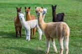 Já ouviu falar de alpaca? Veja 7 curiosidades interessantes