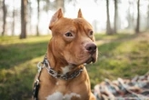 Governo restringe circulação de pitbulls e impõe castração a animais da raça; veja lei