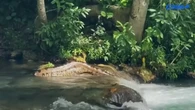 Momento em que sucuri gigante passa por banhistas é captado em vídeo