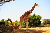 Confira oito curiosidades interessantes sobre as girafas