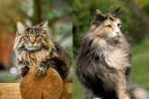 8 diferenças entre as raças maine coon e norueguês da floresta