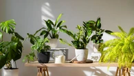 Da porta para fora: 4 plantas que o Feng Shui proíbe dentro de casa