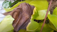 Por que as pontas das plantas ficam secas e marrons? O erro que ninguém te contou