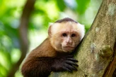 PF apura esquema de tráfico de animais silvestres após macaco-prego ser resgatado em Camaçari