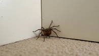 Aprenda a maneira mais fácil de evitar que as perigosas aranhas marrons entrem na sua casa