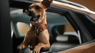 'Caramelo': Chevrolet homenageia vira-latas com SUV inspirado em filme da Netflix