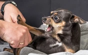 Carne, osso e ódio? Entenda por que cães da raça pinscher são tão bravos e vivem tremendo
