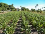 A planta que o tempo quase extinguiu, mas que voltou a se multiplicar no Recôncavo