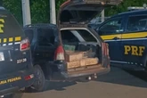 Mais de 200 aves silvestres são resgatadas em gaiolas e sacos dentro de porta-malas de carro