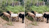 Animais roubados de fazenda na Bahia são encontrados pela polícia em outra propriedade rural