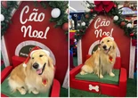 'Doguinhos Noel': shopping terá cães terapeutas na programação natalina