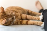Por que os gatos gostam de 'amassar pãozinho' no tutor?