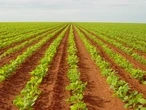 Uma ode à agricultura brasileira