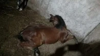 Ministério da Agricultura determina recolhimento de ração após morte de mais de 600 cavalos no país
