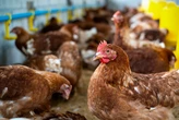 Governo analisa suspeita de gripe aviária em município do sul da Bahia