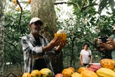Da terra ao chocolate: o caminho do cacau para virar doce em Ilhéus