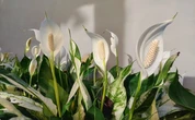 Tem pouco tempo? Planta considerada 'imortal' dá flores o ano inteiro