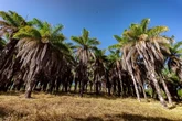 Acelen Renováveis lança programa de produção de macaúba para agricultura familiar, pequenos e médios produtores