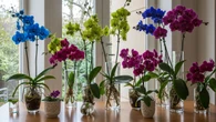 As orquídeas florescerão incrivelmente se forem regadas com 1 ingrediente de cozinha 1 vez ao mês