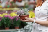 10 plantas ideais para ter dentro de casa e deixar seu ambiente mais aconchegante