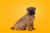 Saiba quais 8 raças de cachorro têm a pele enrugada