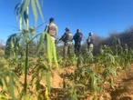 Polícia incinera mais de 25 mil pés de maconha em plantação com placas solares na Bahia