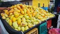 Safra da manga à beira do colapso: incerteza domina produtores no Vale do São Francisco