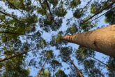 Indústria florestal cresce na Bahia e leva emprego e sustentabilidade a dezenas de cidades