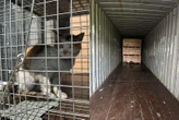Gata sobrevive a viagem de 13 mil km trancada em contêiner: 'Um milagre'