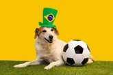 12 nomes de jogadores de futebol para cachorro 