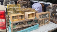 Mais de 270 aves silvestres são resgatadas em Feira de Santana e Santo Estêvão