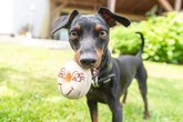 11 cuidados importantes com a raça pinscher