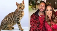Mãe de Neymar faz apelo por gatinha da família que sumiu em Santos