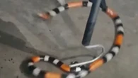 Cobra venenosa é encontrada em comércio de Lauro de Freitas; veja