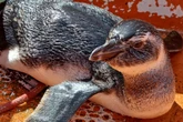 Pinguim é encontrado na Marina Aratu, em Salvador