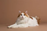 4 características do gato da raça van turco