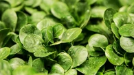 Essa planta é um remédio natural para pulmões e células, comprovado pela ciência
